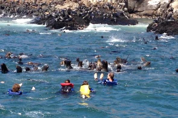 Nadando com os leões marinhos nas Ilhas Palomino, em Callao.
